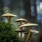 5c8a79892300005300e69cb4