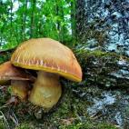 5c8a798b250000bd05812fa2