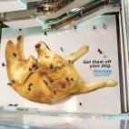 Frontline, contra las pulgas