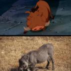 5c8b319a22000031001a8424