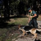 Un perro rastrea la sierra de Cercedilla.