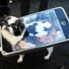 (vía Cute Overload)