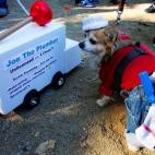 Joe el fontanero, en versión perro. (vía Funky Downtown)