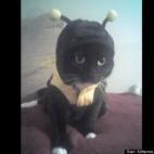 vía Adrienne Minor-wheeler