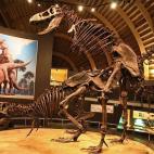 Wikimedia Commons/Mario modesto