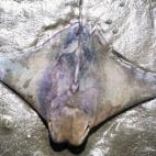 Erica Scheldt believes this stingray found near James Island, S.C., has the image of Jesus.