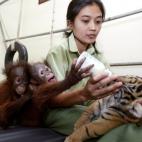 5c8b11872300000401240874