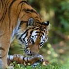 5c8b118a3b000002076ce5d1