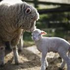 5c8b118a360000ba1a6c6402