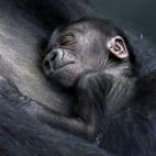 5c8b118d250000e203c9f884