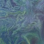 11 de agosto de 2015.