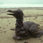 Un ave totalmente cubierta de fuel por el vertido del "Prestige"