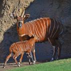 5c8b28ee2300000401244401