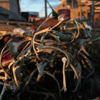 Restos de animales muertos