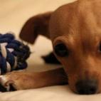 "Ella es Merlina, una perra Chihuahua. Tengo que confesar que yo no deseaba un perro, tal vez por el hecho de que yo no sabía lo que era tener uno; cuando llegó a la casa simplemente me ganó, me ganó su carisma, su forma de ser y de jugar. H...