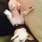 "Adoptamos a Bolt en el día menos pensado, entre todos los perros de la perrera que saltaban y movían la cola, él era el del fondo sin hacer esfuerzo por ser escogido, era el más tímido. Desde ese día se convirtió en parte de la familia y...