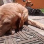 "No puedo preferir a uno, los tres son especiales; ninguno es comprado. La primera (la más cercana a la foto) llegó de regalo. Gretta es quien nos da su mirada de que todo va a estar bien y todo tiene solución. El segundo, Blacko, es el más ...