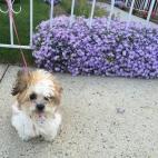 "Mi come-flores Lila. Ella siempre está alegre y cree que yo soy su juguete preferido... jajaja".