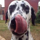 "Mi perra es lo más importante para mí, es mi compañera, la que siempre está aquí para acompañarme, cuidarme cuando estoy enferma, pero sobre todo, ¡para darme tanto amor que nunca se le acaba!".