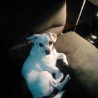 "Lo amo, porque es lo más gracioso y entró un momento en donde me hacía falta una mascota como él".