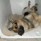 "De los dos que tenía ya sólo queda 1 pero es mi mejor amigo peludo y que siempre se anima cuando lo voy a sacar a correr".