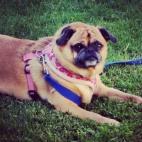 "Mi Baby es la mejor amiga que jamás pude haber tenido... ha estado conmigo en los peores momentos, siempre fiel, la adoro".