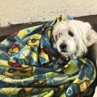 "Este es mi Manolo. Es el hijo perro adoptivo de María Jose Musi, mi esposa, y por tanto mi perro. Es curioso pero creo que él me adoptó a mí. El pobre estuvo en un albergue y MariJose lo rescató de ahí. De esa triste historia para él, ah...