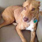 "Queríamos adoptar un perrito y fuimos al Shelter de Miami Dade. Ahí estaba Poky, tenía 7 meses y solo una semana para ser rescatado, si no lo ponían a dormir. No miraba a los ojos, tenía una orejita lastimada y no caminaba por miedo. Pero ...