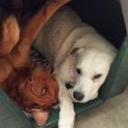 "Bol llegó de 10 días con nosotros, ahora tiene casi 4 años. Palomo ya no está, creo que Bol siempre lo vio como su papá".