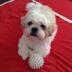 "Mi camarada Chester. Él nos ha enseñado a mi esposa y a mí que a un perro no le importa si eres rico o pobre, si eres listo o torpe, sólo dale tu corazón y él te entregará el suyo, eso te hará sentir extraordinario".