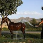 Un hombre afgano lava su caballo en Kabul, 4 agosto