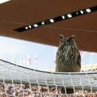 Un búho en la Eurocopa del 2008.