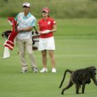 Un babuino caminando sobre el green.