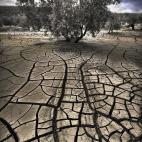 Alfonso Jiménez Casado. Porcuna (Jaén)