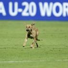 Un perro en Port Said en 2009.
