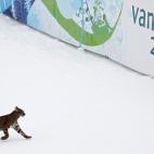 Un lince en Vancouver en 2010.