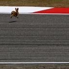 Una liebre en Shanghai, durante el Gran Premio de Formula Uno en 2010.