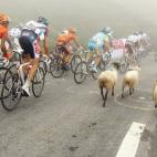 Cabras en el Tourmalet durante el Tour de Francia de 2010.