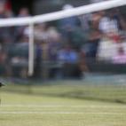 Otra paloma en Wimbledon en 2012