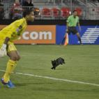 Un gato negro en Toronto, durante un partido de fútbol en 2012.