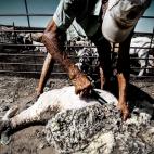 José Reyes Belzunce. Medellín (Badajoz)