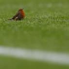 Un lindo pajarito durante el Manchester United - Sunderland de 2012.