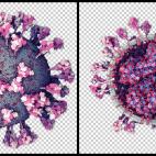 Primeras imágenes del virus