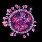 Primeras imágenes del virus
