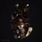 Una de las gatas estaba tan cómoda que que se quedó tumbada todo el tiempo. No había forma de ponerla en pie.