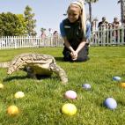 Cazaba lagartos para que no se comieran las viñas. Veinte duros cinco piezas! (Alfonso Carillo, 26 años)
