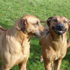 5c8a52b32500000a06810046