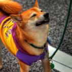 5c8a52b620000045046f03c5