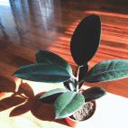 Elimina el formaldeh&iacute;do del ambiente, un compuesto presente en maderas, barnices, pinturas o tejidos.