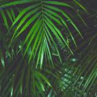 Tambi&eacute;n elimina el formaldeh&iacute;do del ambiente.